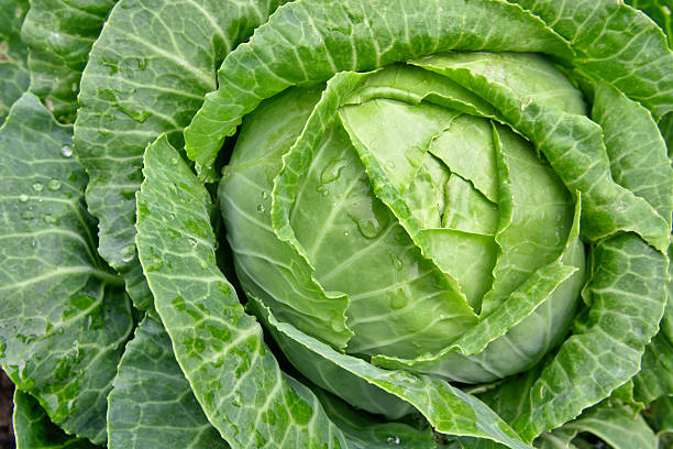 Fresh green cabbage cut in half on a wooden board