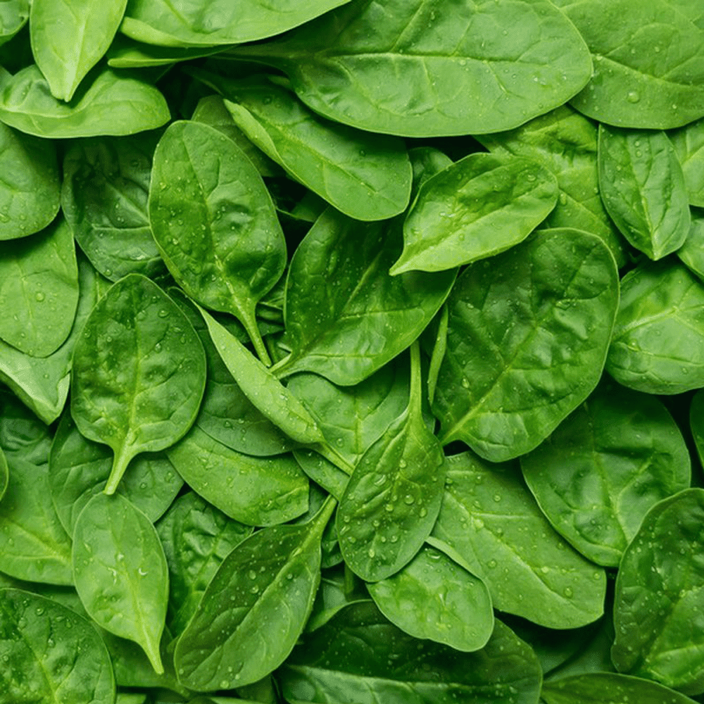 Fresh baby spinach leaves in a bowl